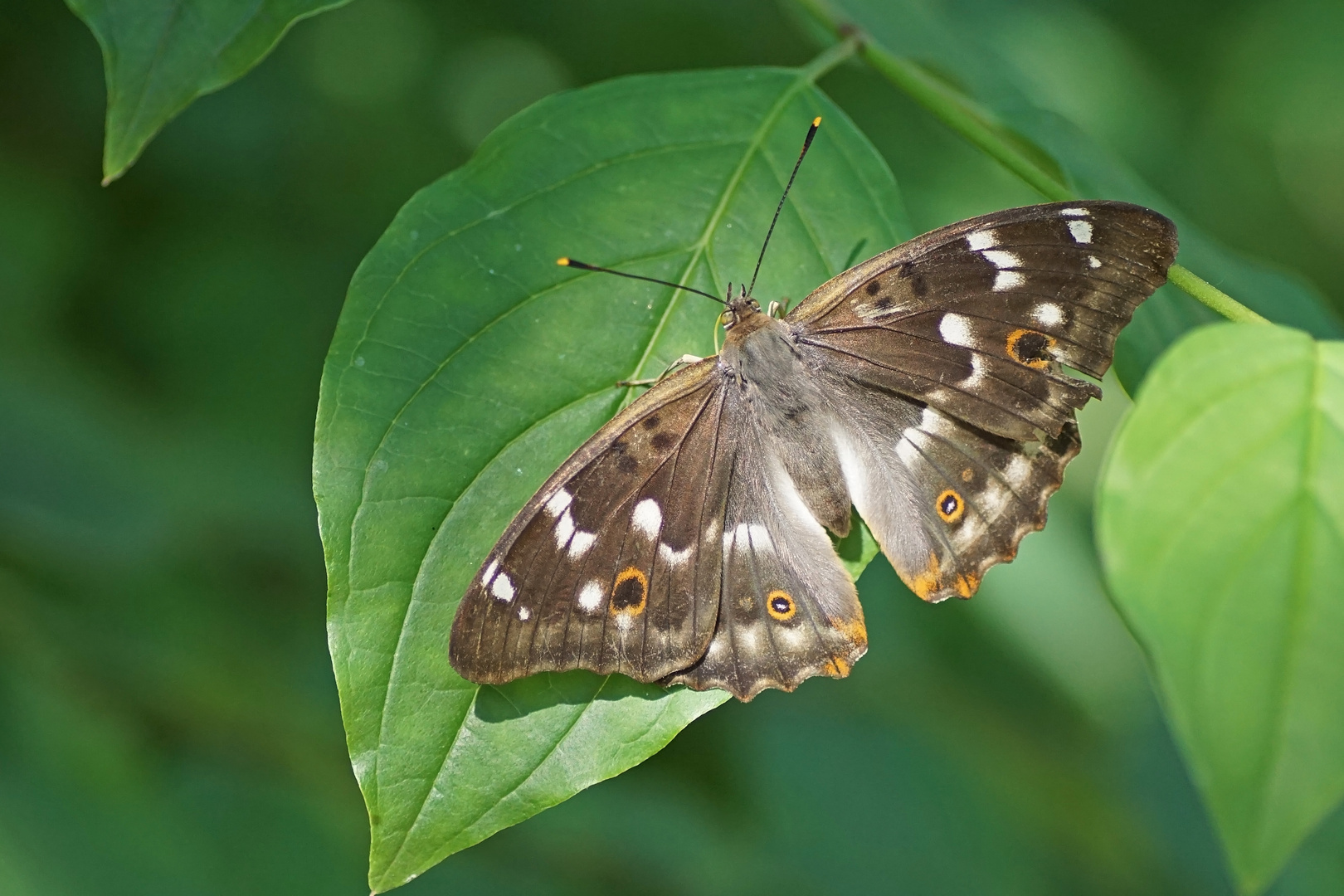 Kleiner Schillerfalter (Apatura ilia), Weibchen