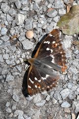 Kleiner Schillerfalter (Apatura ilia) Weibchen