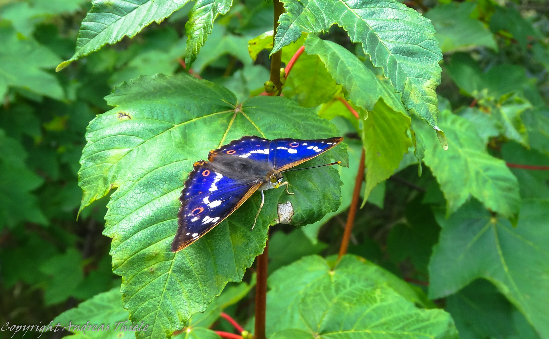 Kleiner Schillerfalter (Apatura iris)