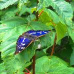 Kleiner Schillerfalter (Apatura iris)