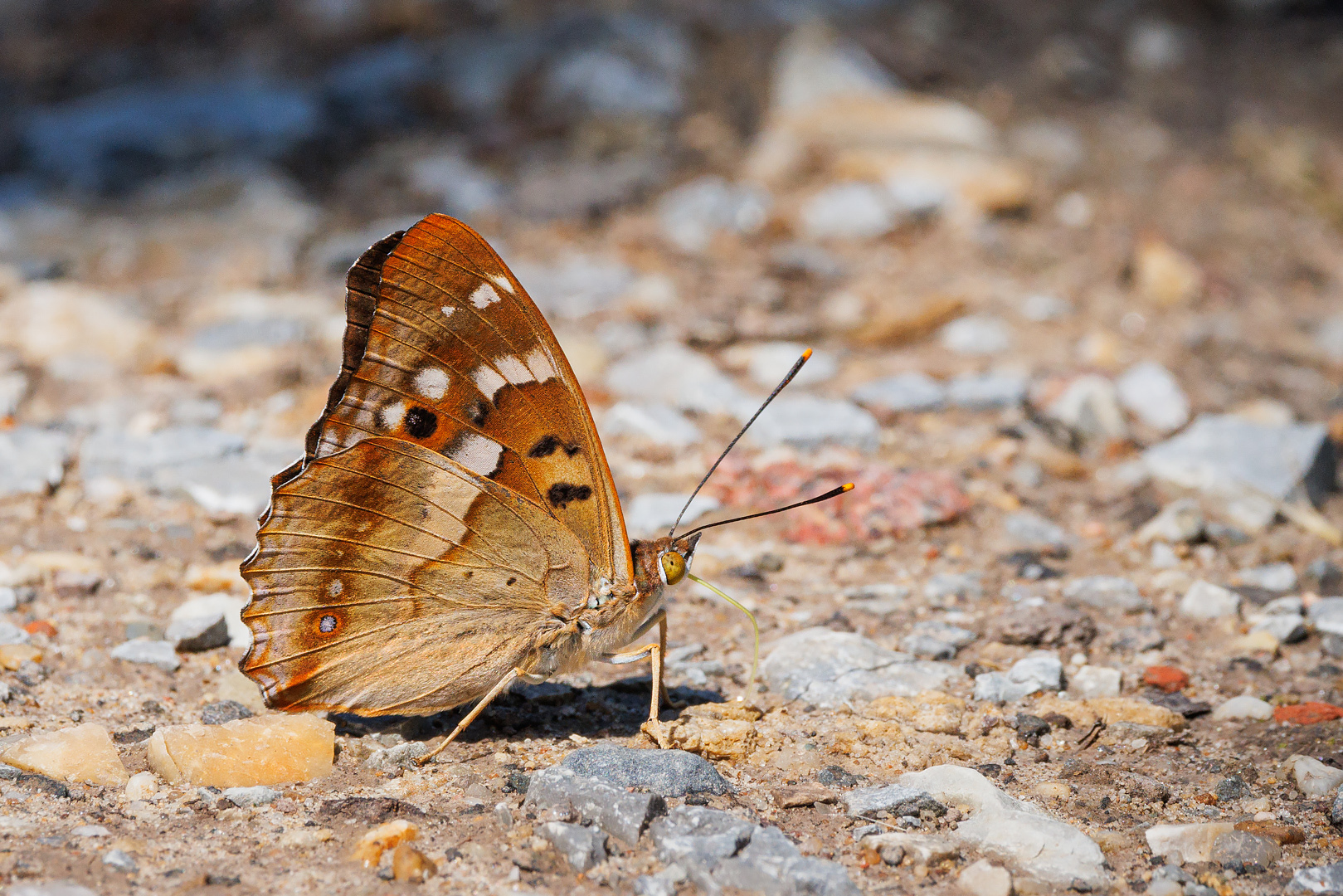 Kleiner Schillerfalter ( Apaturas ilia )