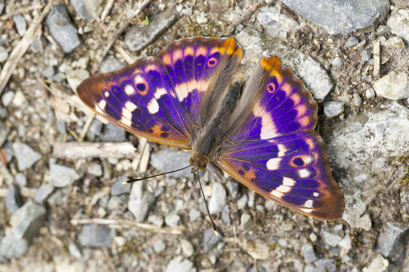 Kleiner Schillerfalter