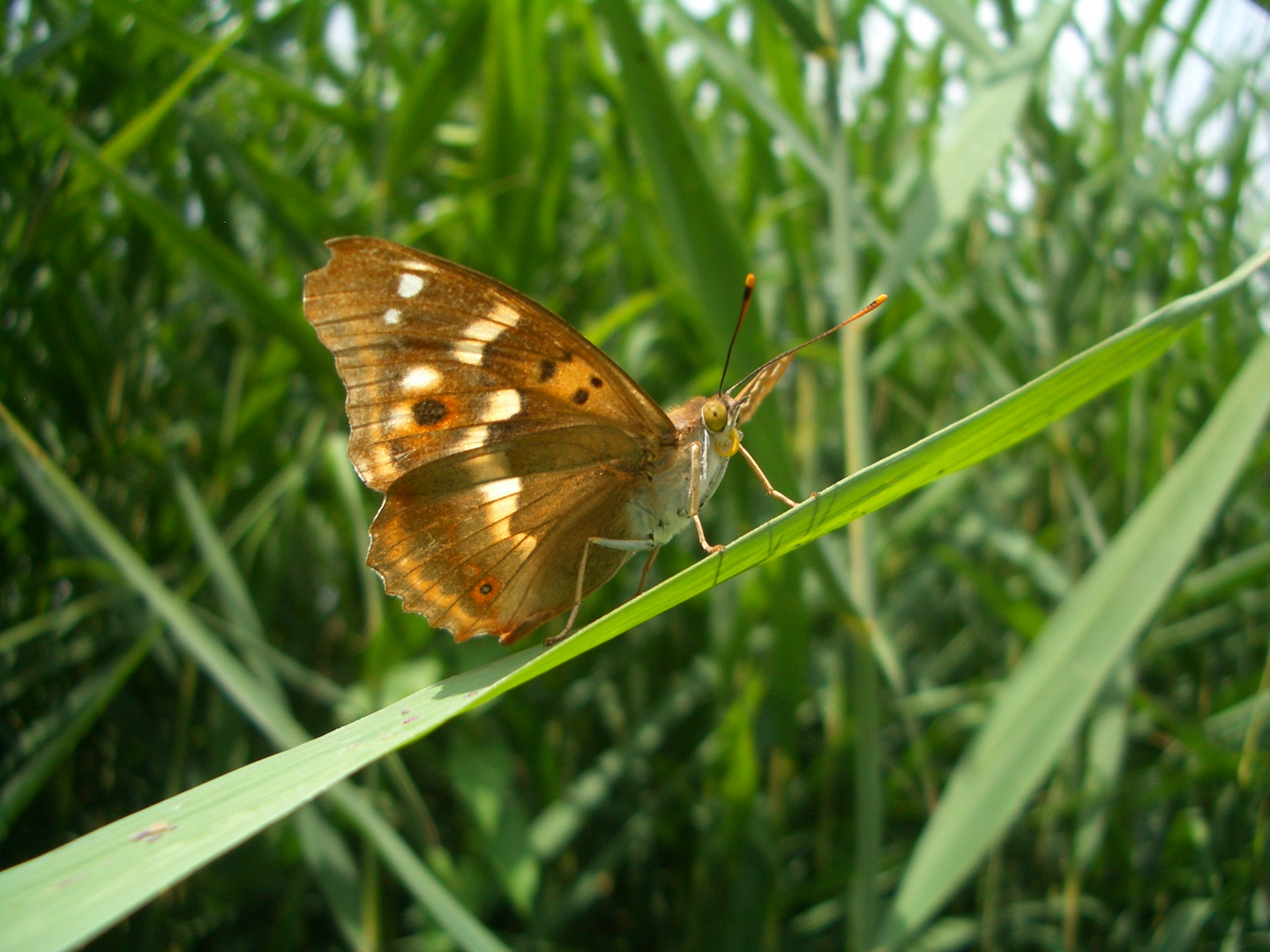 Kleiner Schillerfalter