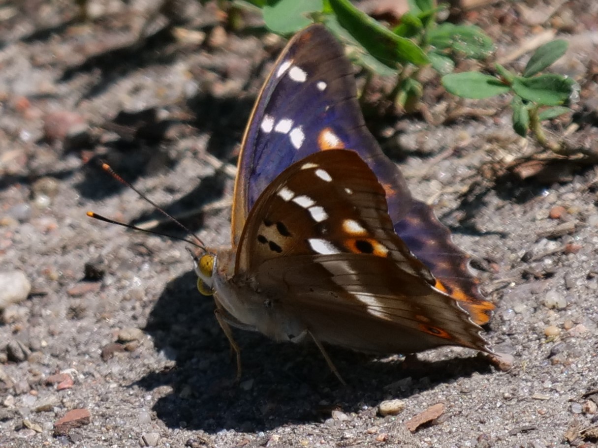 Kleiner Schillerfalter