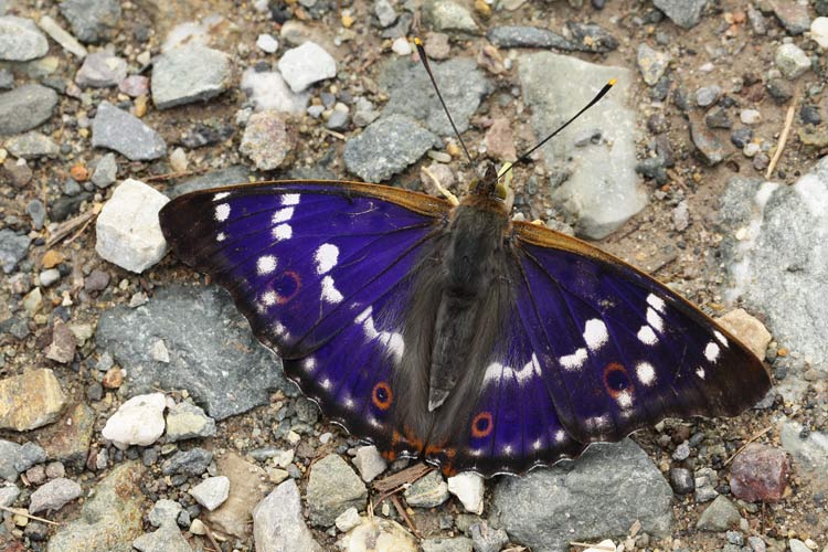 Kleiner Schillerfalter