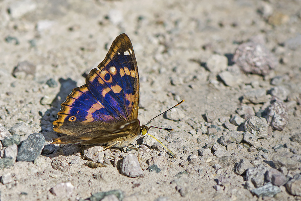 Kleiner Schillerfalter - Männchen