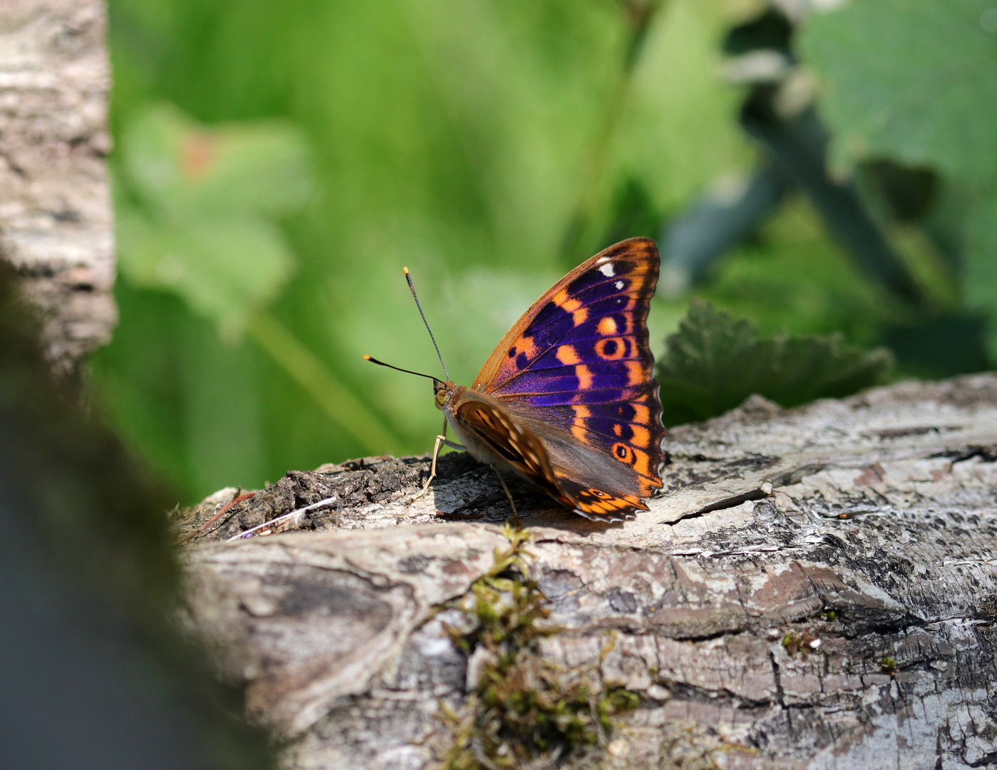 kleiner Schillerfalter "mit blau"