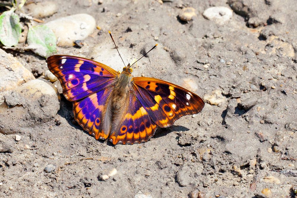 Kleiner Schillerfalter (Purple Emporer)