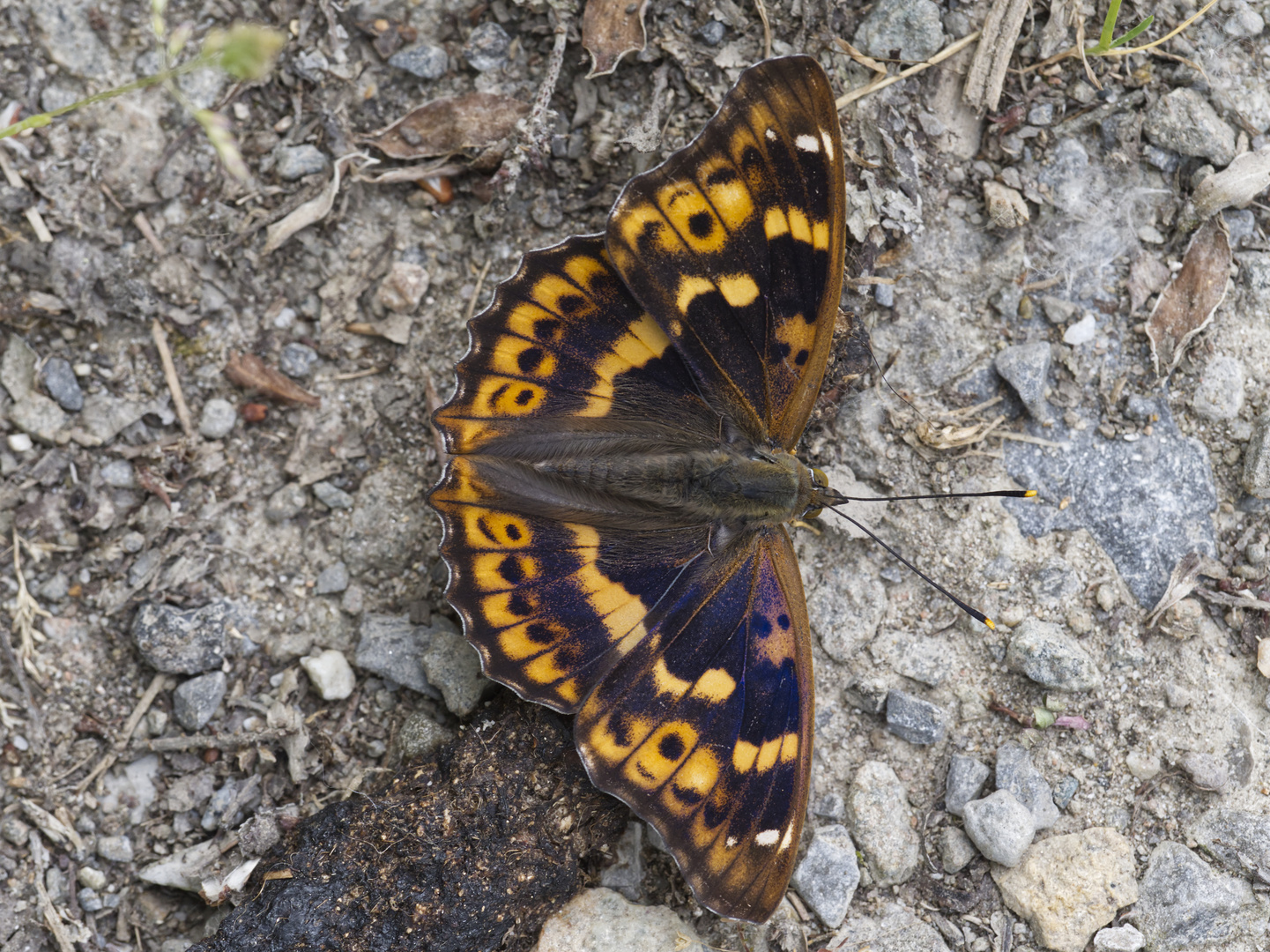 Kleiner Schillerfalter - rötliche Variante "Rotschiller" (Apatura ilia c.f. clytie)