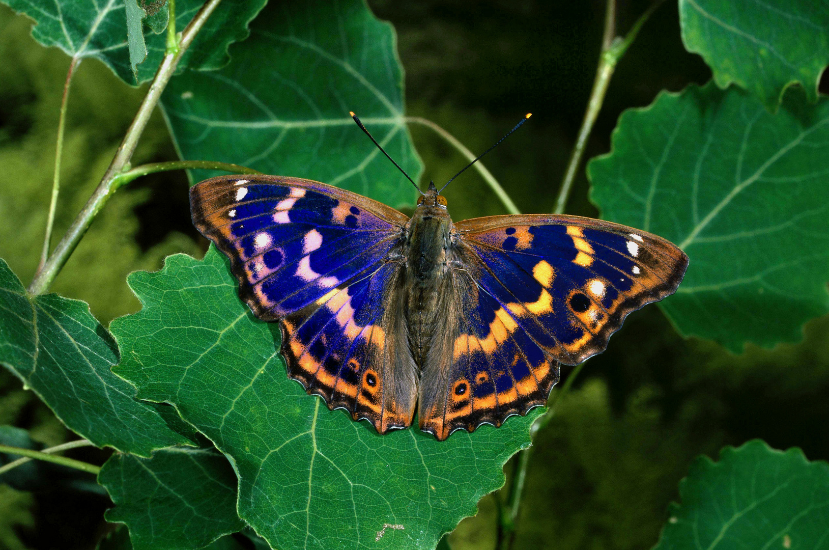 Kleiner Schillerfalter, Rotschiller, Apatura ilia f. clytie 