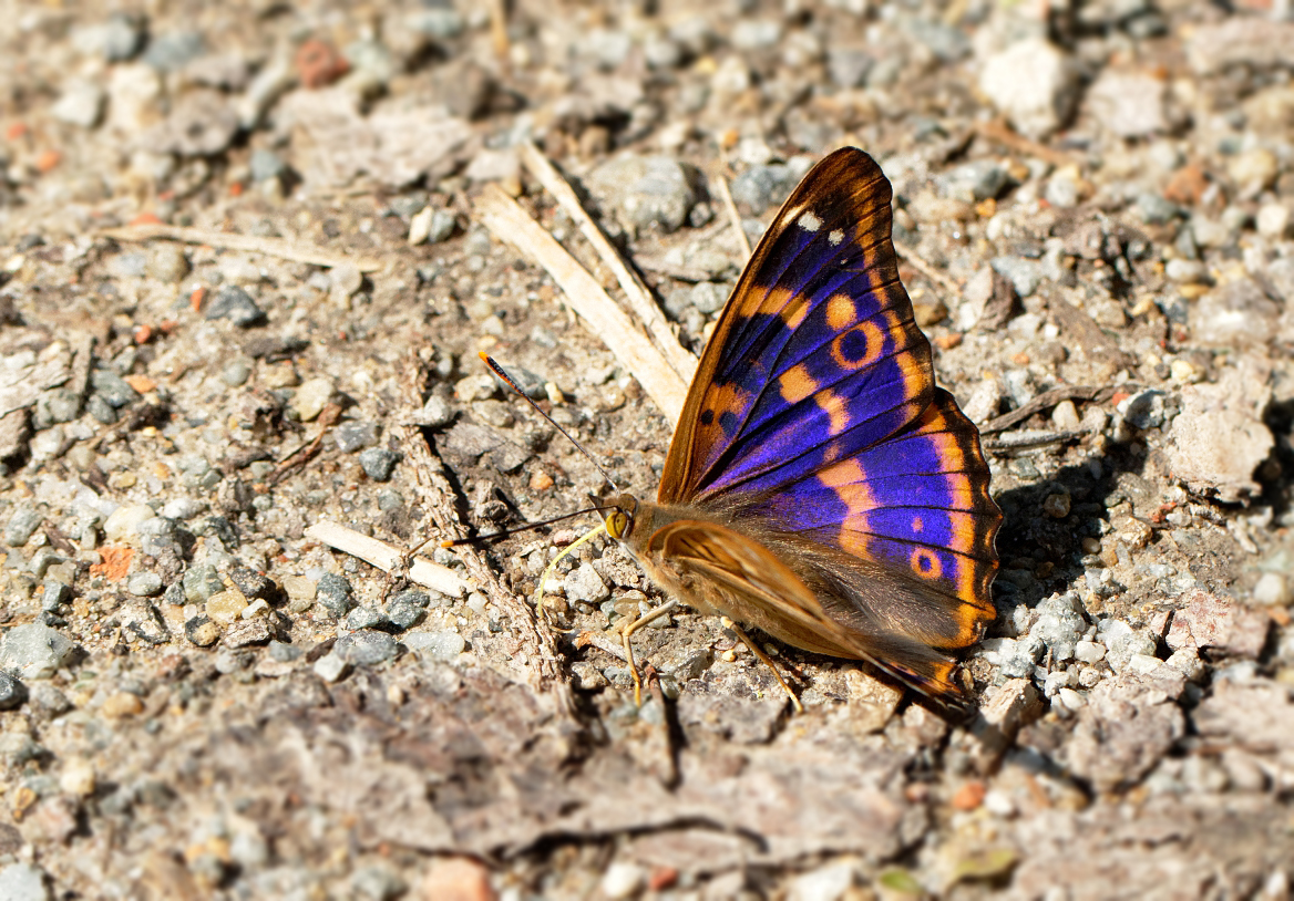 Kleiner Schillerfalter (Rotschiller) (Apatura ilia f.clytie)