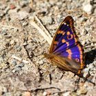 Kleiner Schillerfalter (Rotschiller) (Apatura ilia f.clytie)