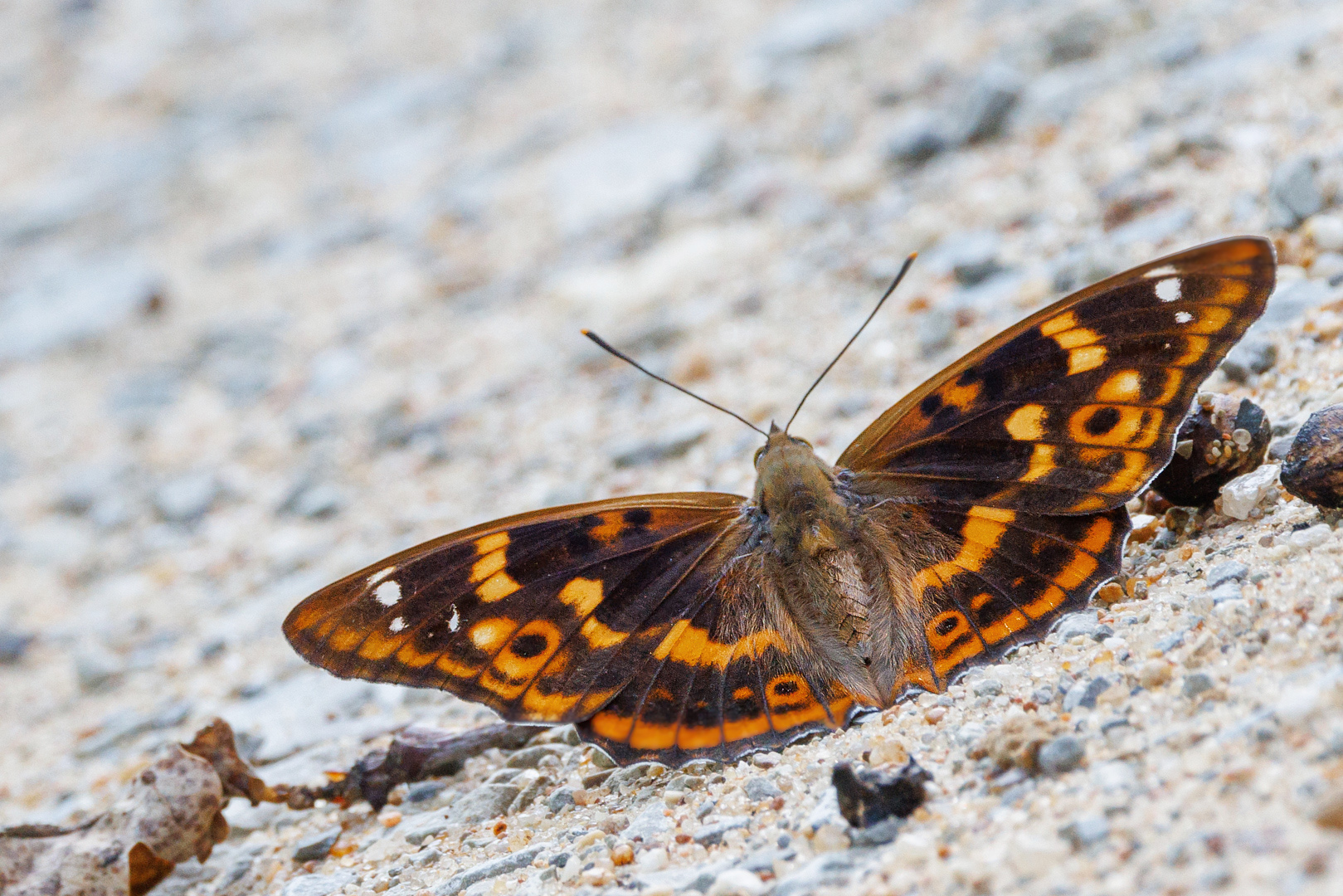 Kleiner Schillerfalter ( Rotschiller )