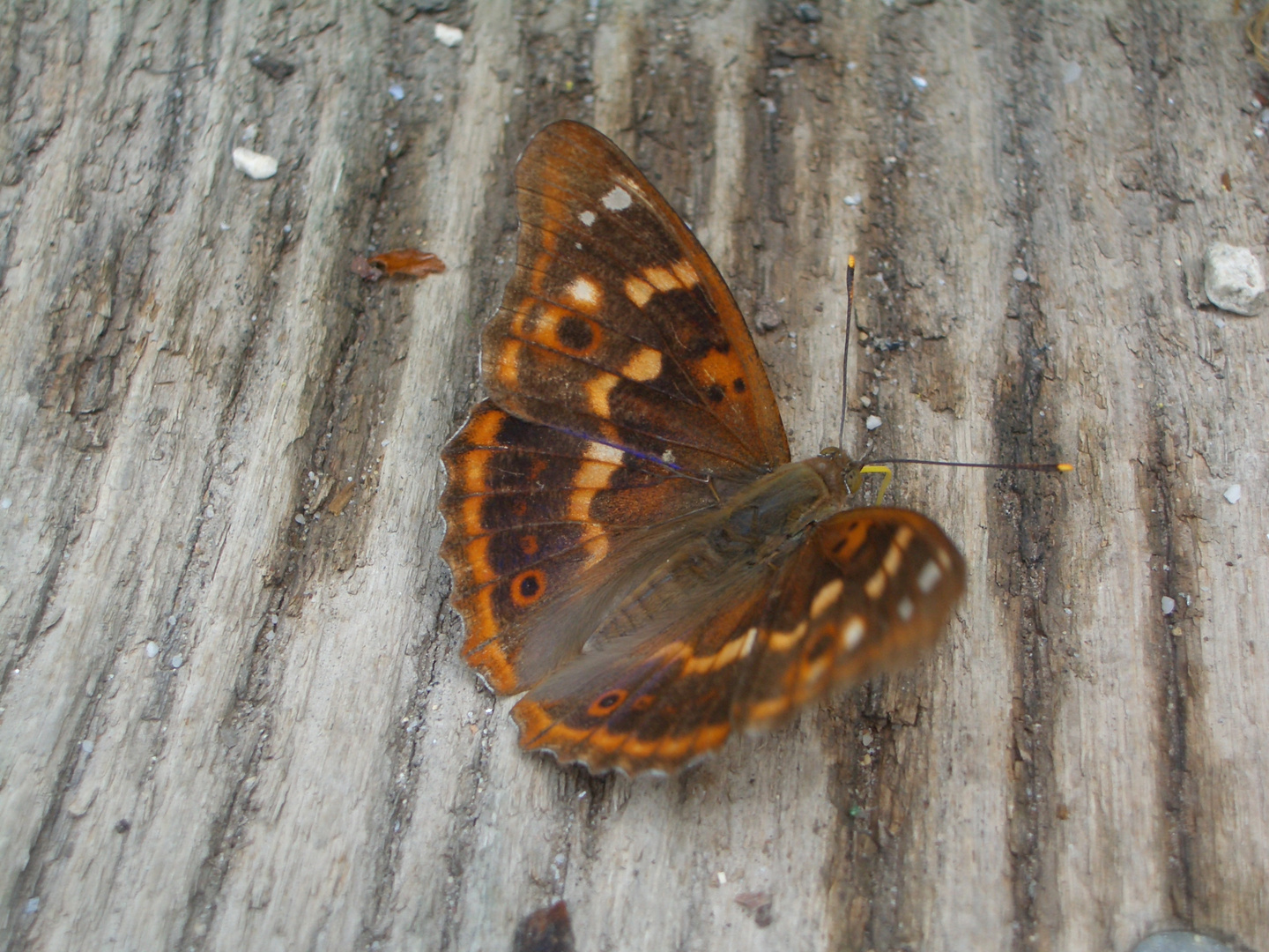 Kleiner Schillerfalter (Rotschiller)