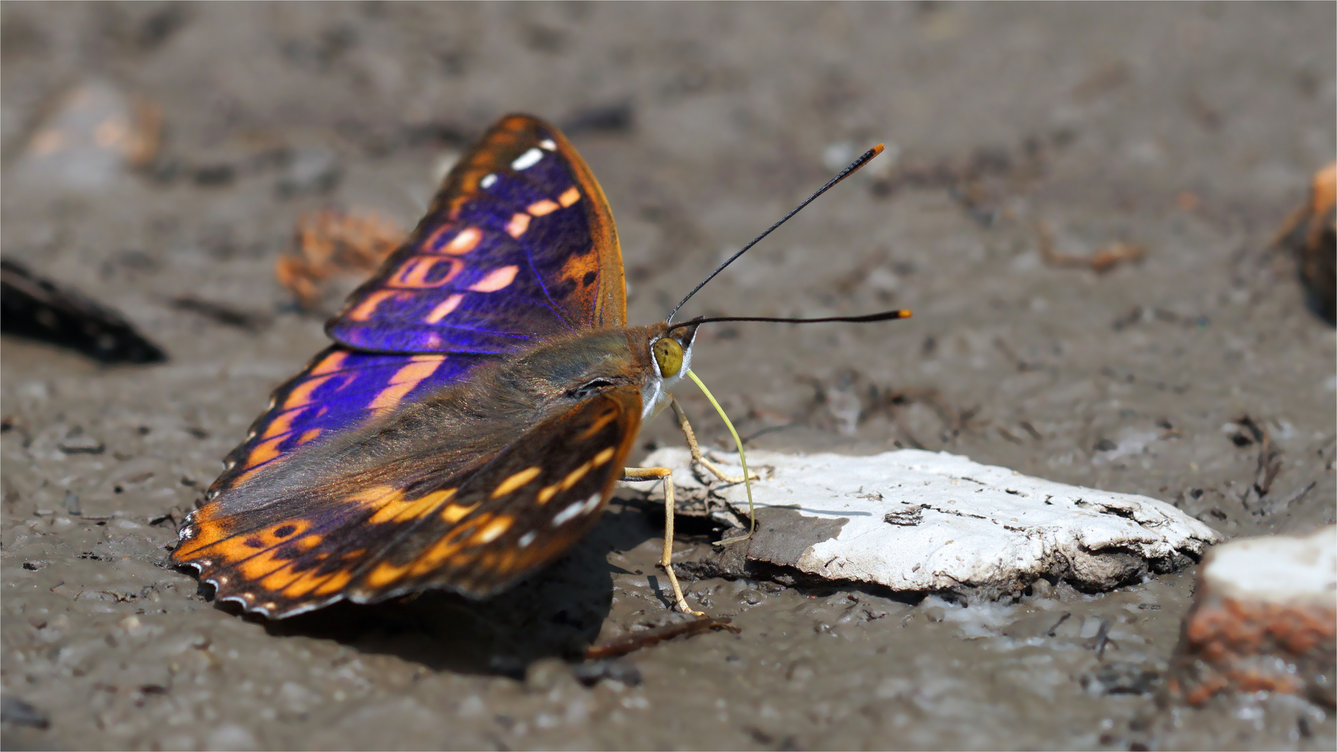 Kleiner Schillerfalter -   Rotschillerform f. clytie 