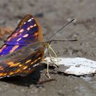 Kleiner Schillerfalter -   Rotschillerform f. clytie 