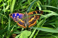 (Kleiner) Schillerfalter: Schönheit und Scheiße – nahe beieinander 02