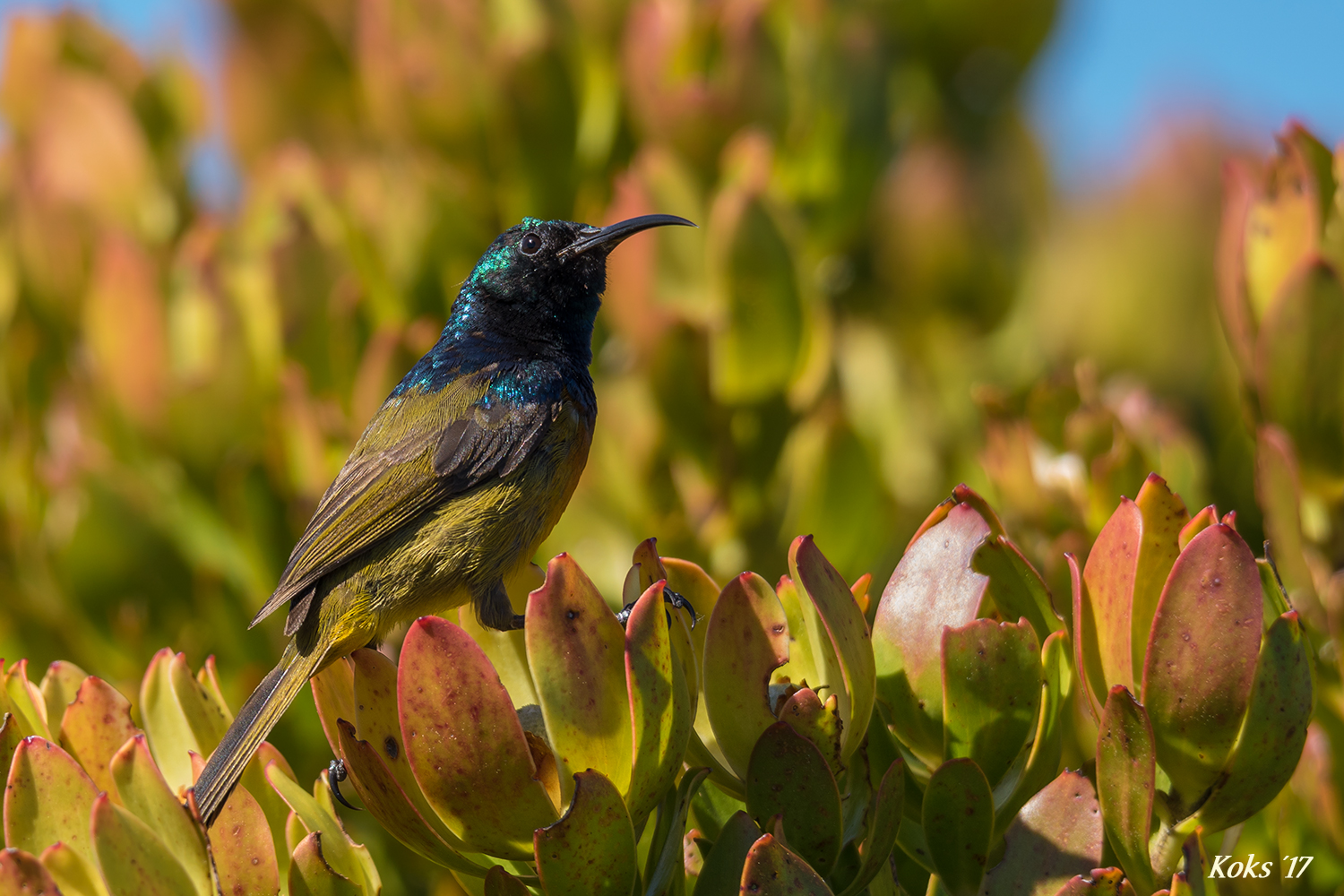 Kleiner Schillervogel