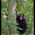 Kleiner Schimpanse