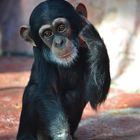 Kleiner-Schimpanse