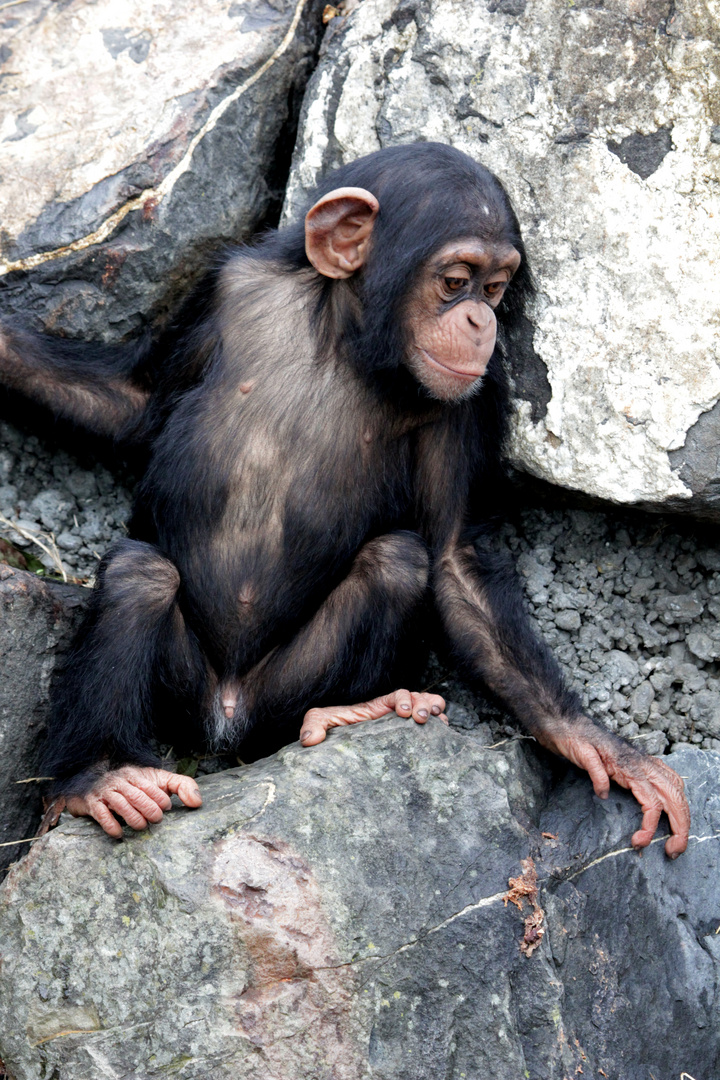 Kleiner Schimpanse