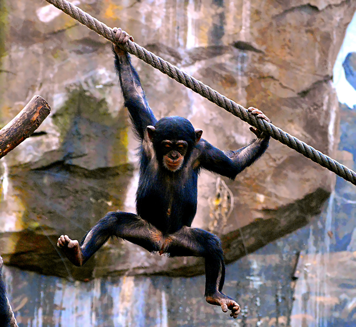 Kleiner Schimpanse beim toben 