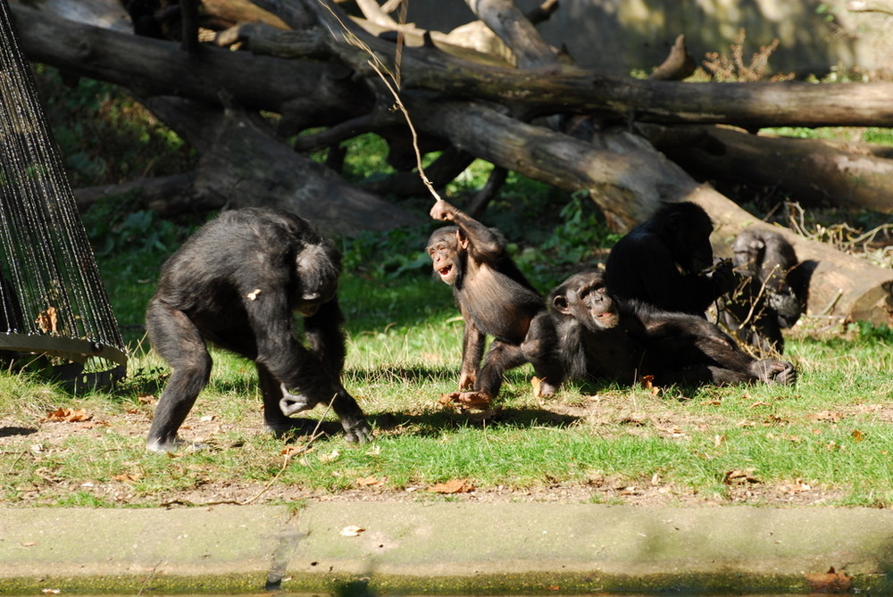 Kleiner Schimpanse lotet seine Grenzen aus "Burgers Zoo"