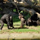 Kleiner Schimpanse lotet seine Grenzen aus "Burgers Zoo"