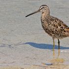 Kleiner Schlammläufer - Short-billed Dowitcher (Limnodromus griseus)