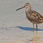 Kleiner Schlammläufer - Short-billed Dowitcher (Limnodromus griseus)