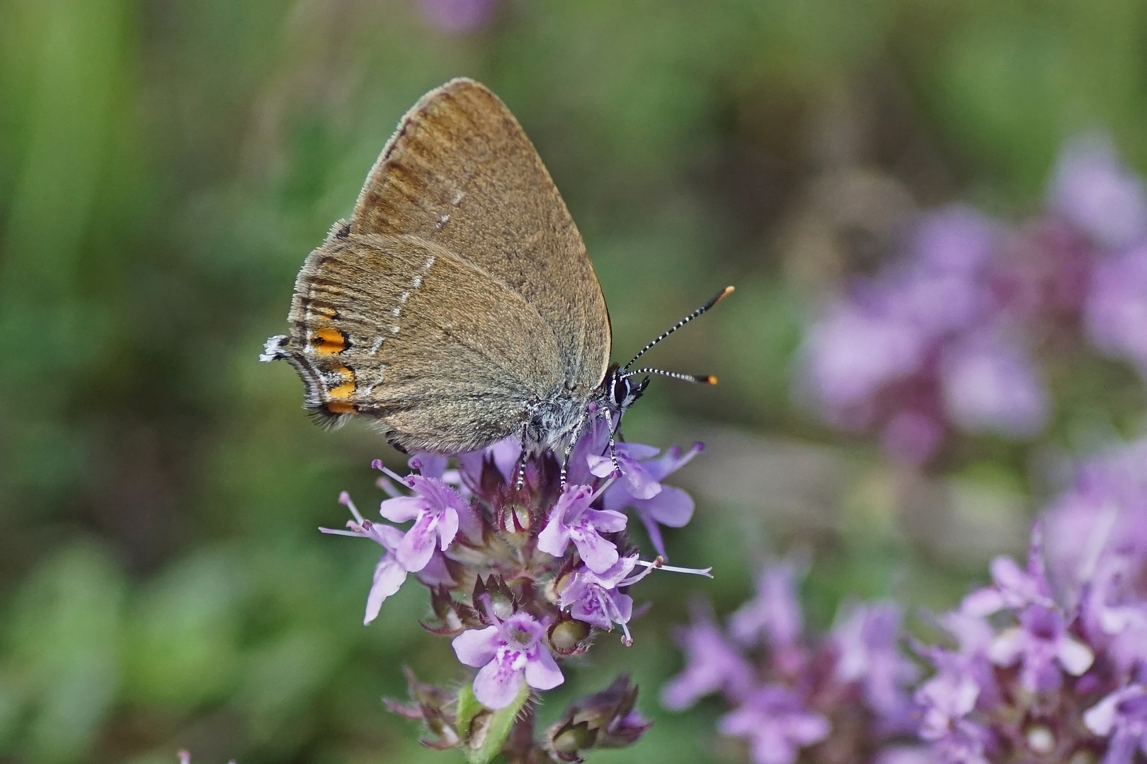 Kleiner Schlehen-oder Akazienzipfelfalter (Satyrium acaciae)