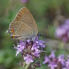 Kleiner Schlehen-oder Akazienzipfelfalter (Satyrium acaciae)