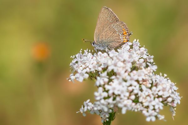 kleiner Schlehen-Zipfelfalter