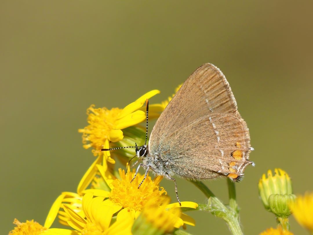 Kleiner Schlehen-Zipfelfalter (Satyrium acaciae)