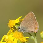 Kleiner Schlehen-Zipfelfalter (Satyrium acaciae)