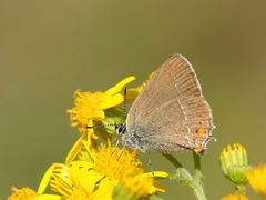 Kleiner Schlehen-Zipfelfalter (Satyrium acaciae)