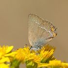 Kleiner Schlehen-Zipfelfalter (Satyrium acaciae)