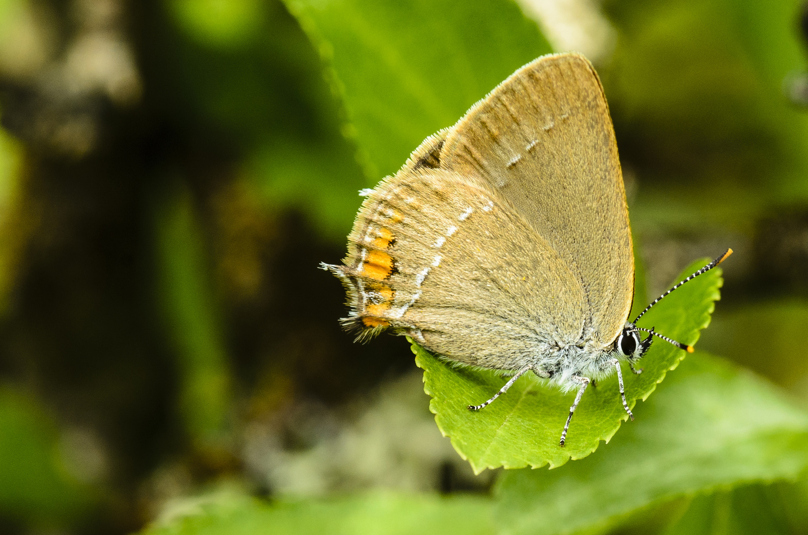 Kleiner Schlehenzipfelfalter (Satyrium acaciae)