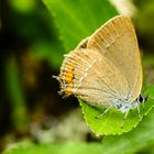 Kleiner Schlehenzipfelfalter (Satyrium acaciae)