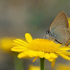 Kleiner Schlehenzipfelfalter (Satyrium acaciae)