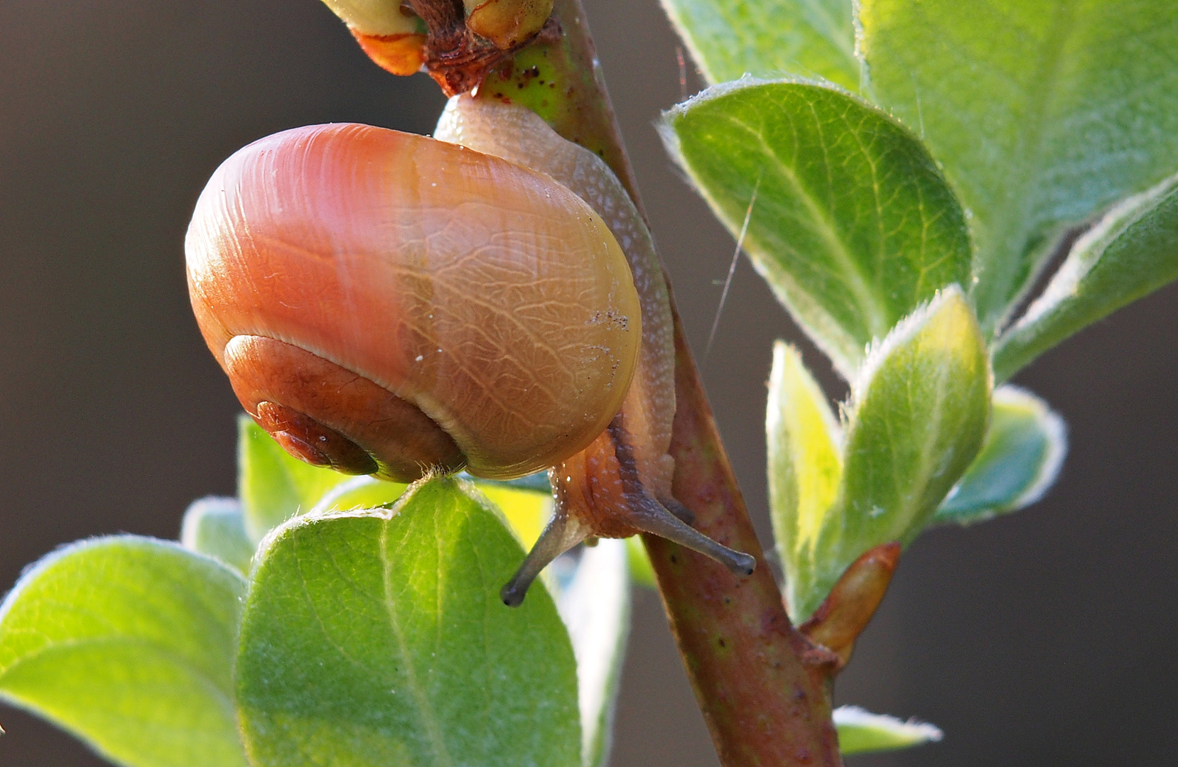 Kleiner Schleimer