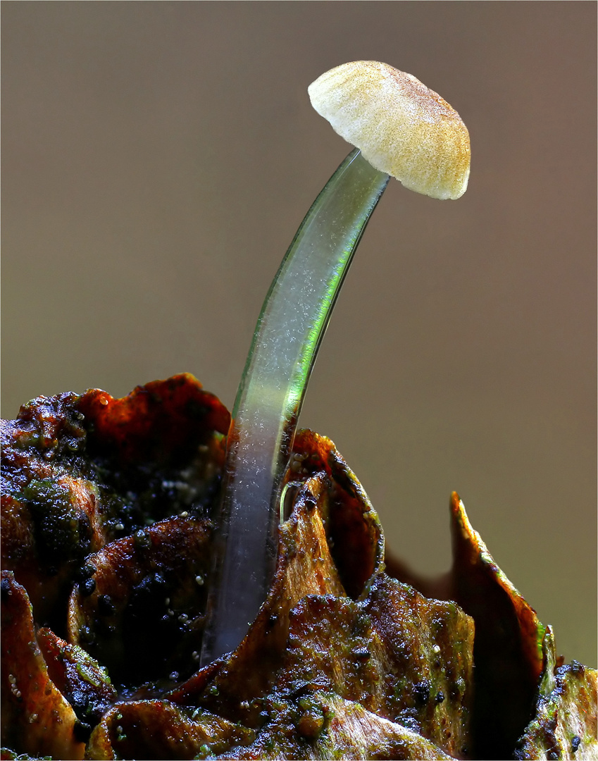 Kleiner Schleimfußhelmling-Schleimstieliger Helmling-  (RORIDOMYCES RORIDUS )