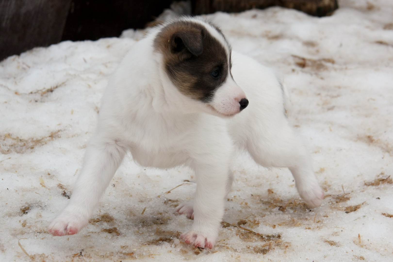 Kleiner Schlittenhund