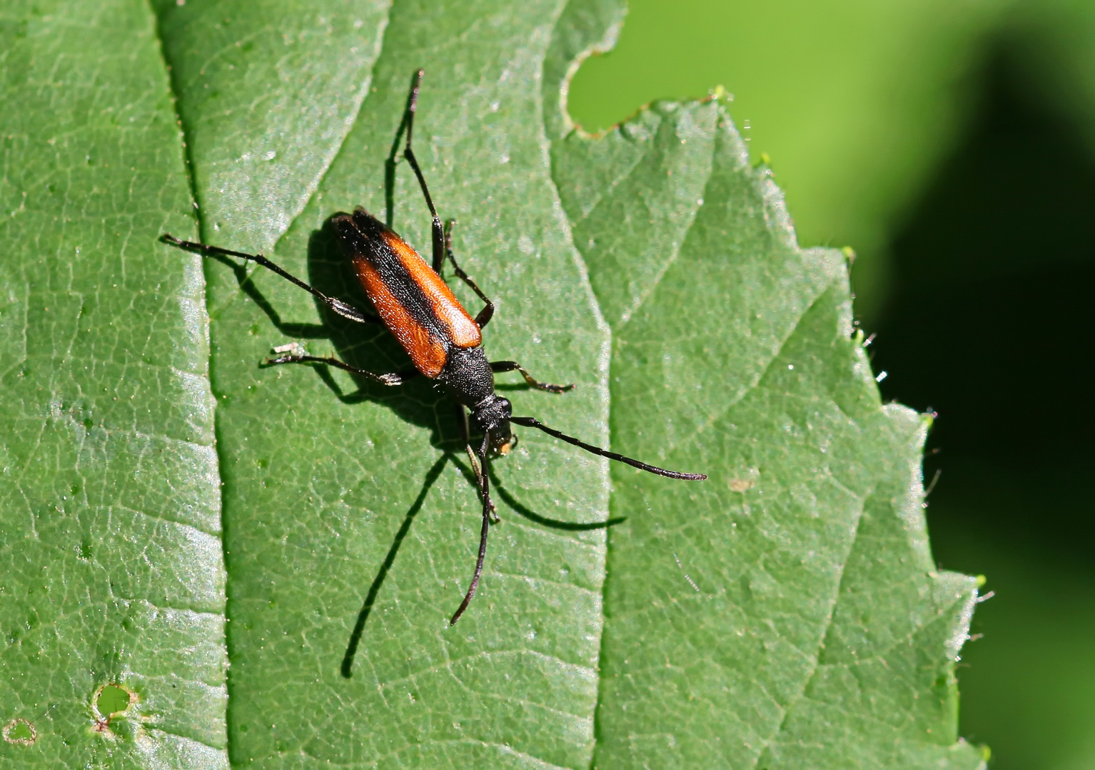 Kleiner Schmalbock 