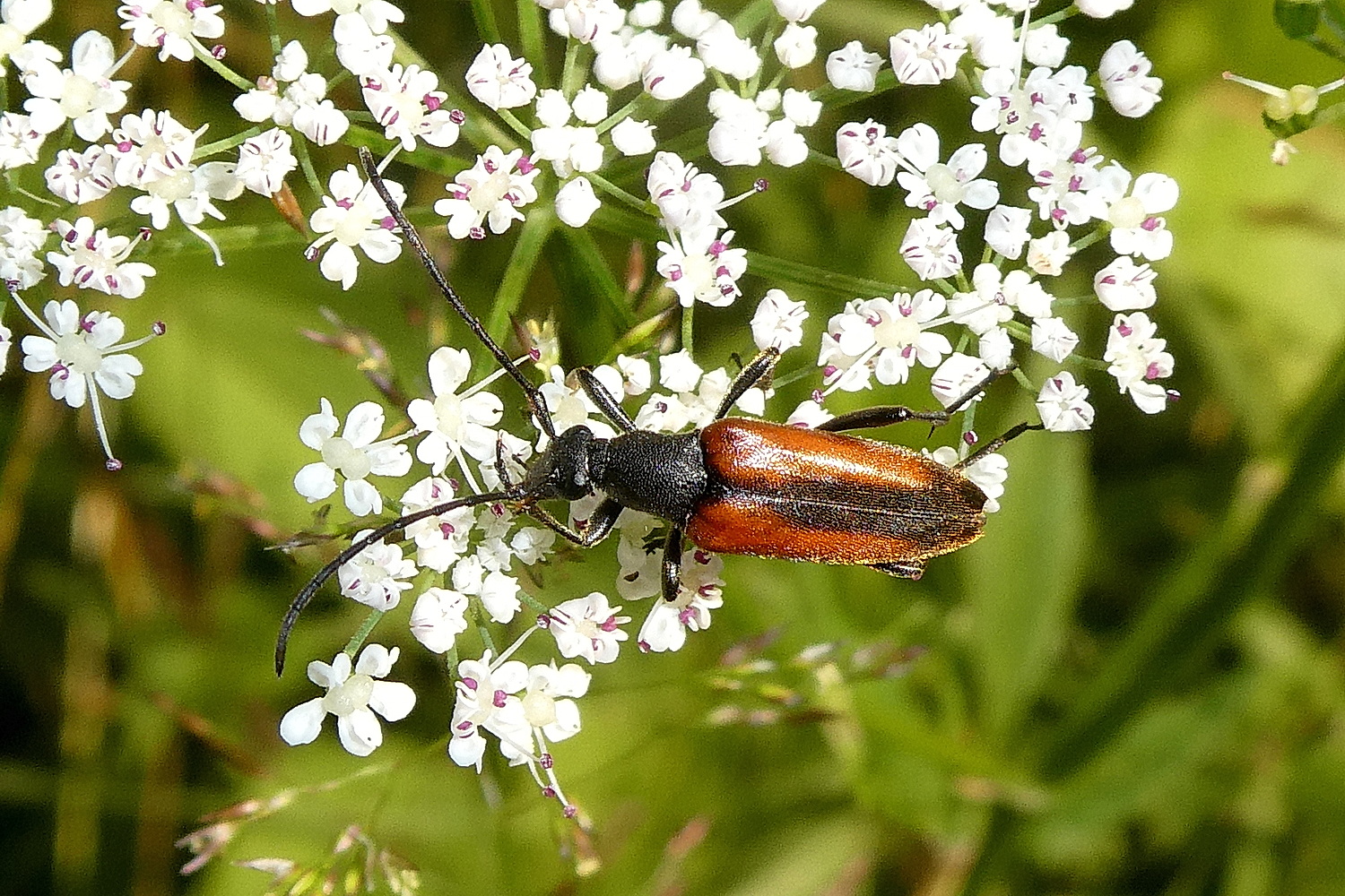 Kleiner Schmalbock