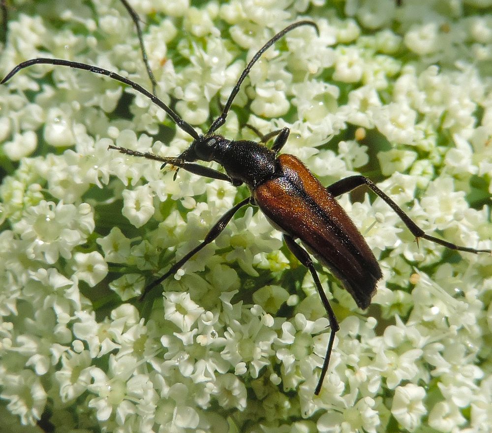 Kleiner Schmalbock