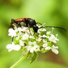 Kleiner Schmalbock (Stenurella melanura)