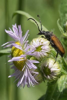 Kleiner Schmalbock (Stenurella melanura) auf Feinstrahl