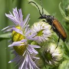 Kleiner Schmalbock (Stenurella melanura) auf Feinstrahl