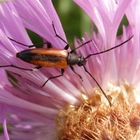 Kleiner Schmalbock (Stenurella melanura) auf Flockenblume